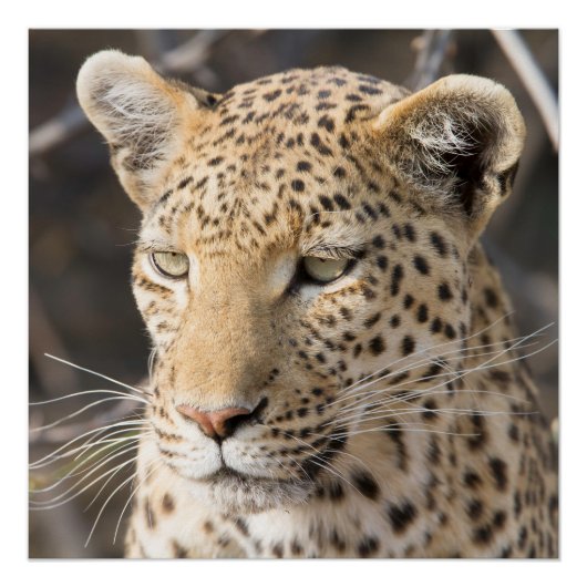 Leopard-Portrait Poster (Vorderseite)