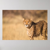 LEOPARD PORTRAIT POSTER (Vorne)