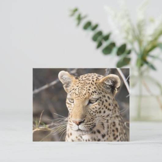 Leopard-Portrait Postkarte (Stehend Vorderseite)