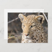 Leopard-Portrait Postkarte (Vorne/Hinten)