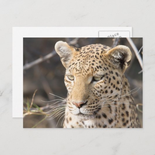 Leopard-Portrait Postkarte (Vorne/Hinten)