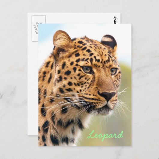 Leopard-Portrait Postkarte (Vorne/Hinten)