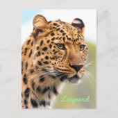 Leopard-Portrait Postkarte (Vorderseite)