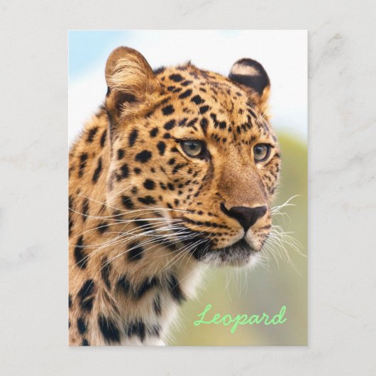 Leopard-Portrait Postkarte (Vorderseite)