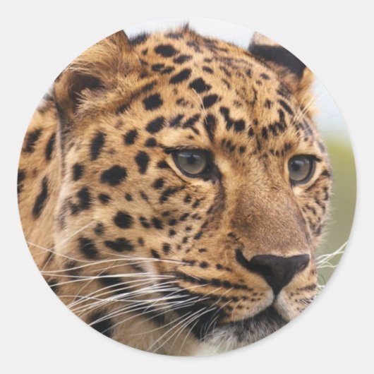 Leopard Portrait Runder Aufkleber (Vorderseite)