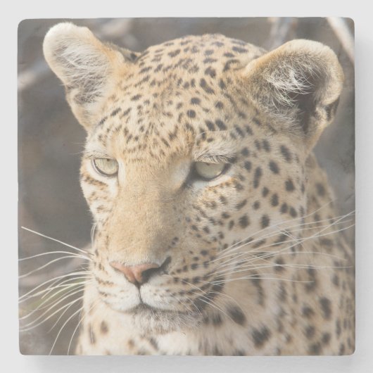 Leopard-Portrait Steinuntersetzer (Vorderseite)