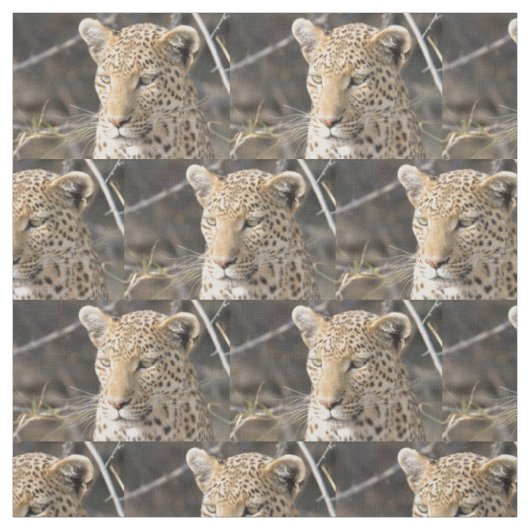 Leopard-Portrait Stoff (Muster)