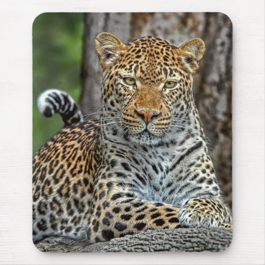 Leopard-Porträt Mousepad (Vorne)
