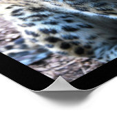 Leopard-Pose Poster (Ecke)