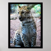 Leopard-Pose Poster (Vorne)