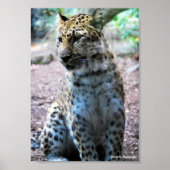 Leopard-Pose Poster (Vorne)