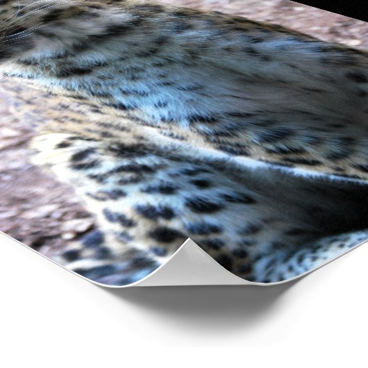 Leopard-Pose Poster (Ecke)