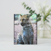 Leopard-Pose Postkarte (Stehend Vorderseite)
