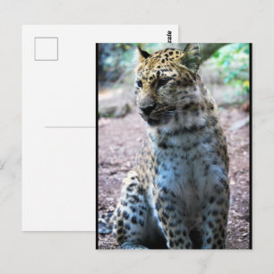 Leopard-Pose Postkarte