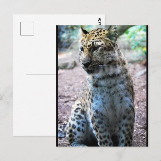 Leopard-Pose Postkarte (Vorne/Hinten)