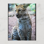 Leopard-Pose Postkarte (Vorderseite)