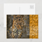 Leopard [Postcard] Postkarte (Vorne/Hinten)