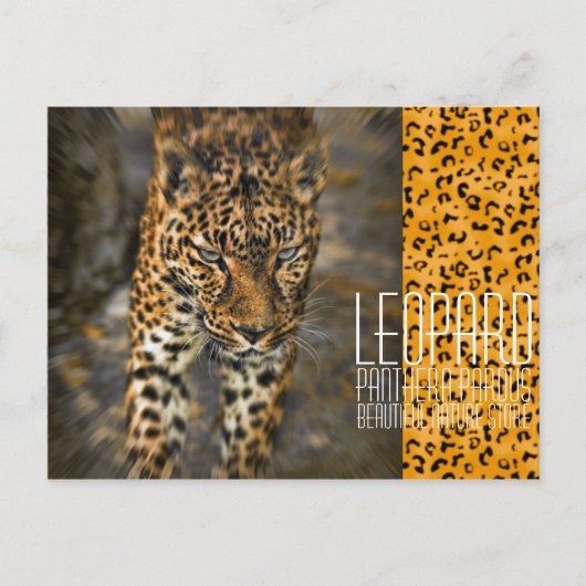 Leopard [Postcard] Postkarte (Vorderseite)