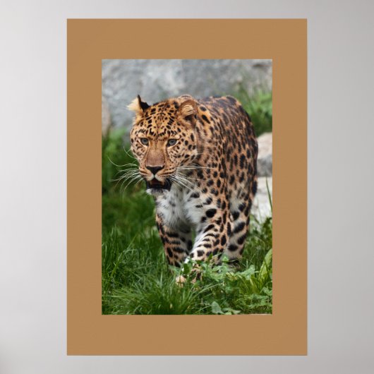 Leopard Poster (Vorne)
