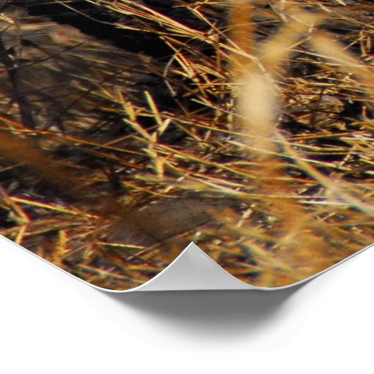 Leopard Poster (Ecke)