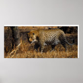 Leopard Poster (Vorne)