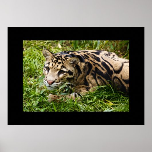 Leopard Poster (Vorne)