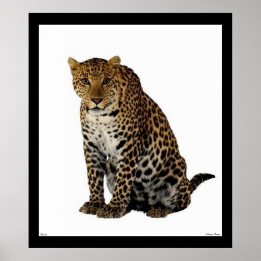Leopard Poster (Vorne)