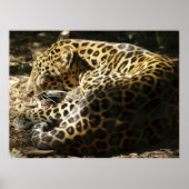 Leopard Poster (Vorne)
