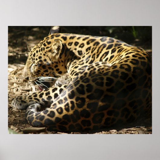 Leopard Poster (Vorne)