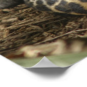 Leopard Poster (Ecke)