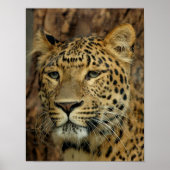 Leopard Poster (Vorne)