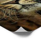 Leopard Poster (Ecke)