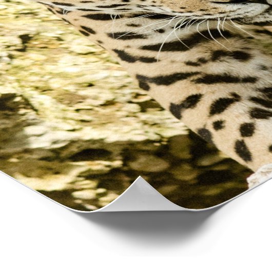 Leopard Poster (Ecke)