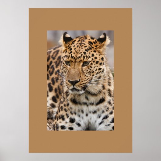 Leopard Poster (Vorne)