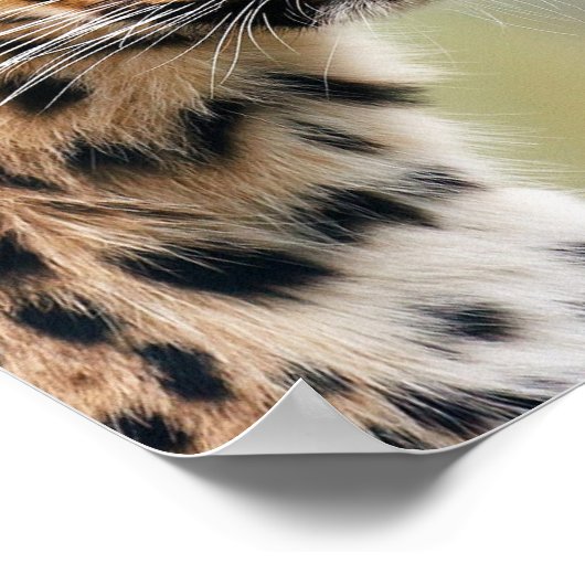 Leopard Poster (Ecke)
