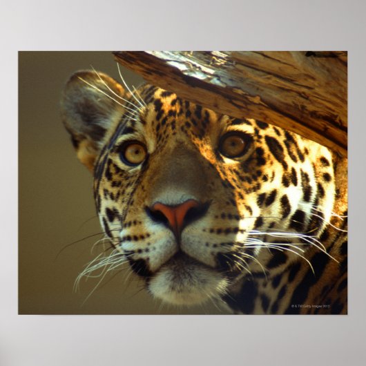 Leopard Poster (Vorne)