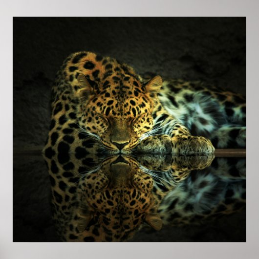 Leopard Poster (Vorne)