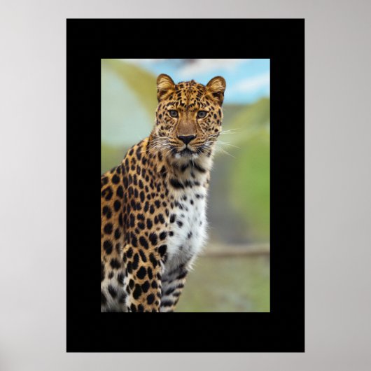 Leopard Poster (Vorne)