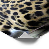 Leopard Poster 36x12 oder nur kleinere Größe (Ecke)
