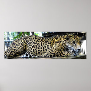 Leopard Poster 36x12 oder nur kleinere Größe