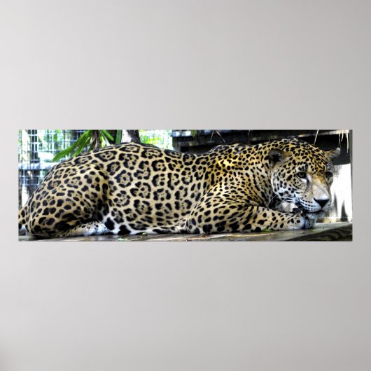 Leopard Poster 36x12 oder nur kleinere Größe (Vorne)