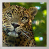 Leopard Poster Print (Vorne)