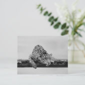 Leopard Postkarte (Stehend Vorderseite)