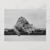 Leopard Postkarte (Vorderseite)