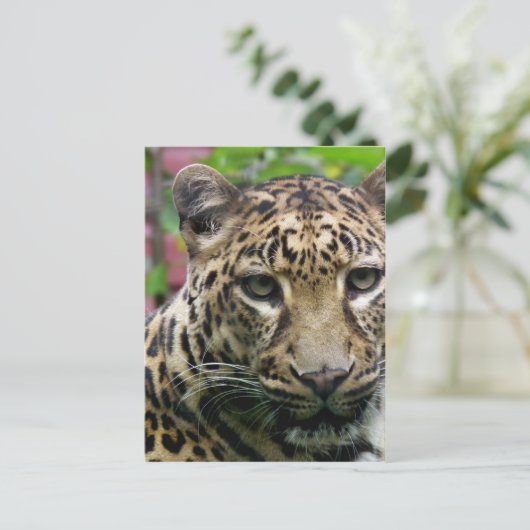 Leopard Postkarte (Stehend Vorderseite)