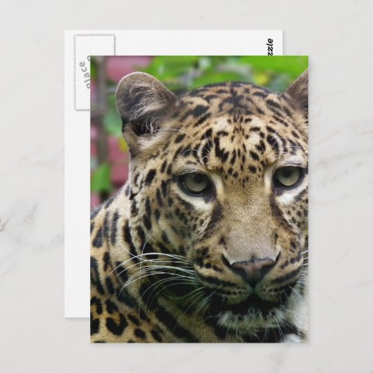 Leopard Postkarte (Vorne/Hinten)