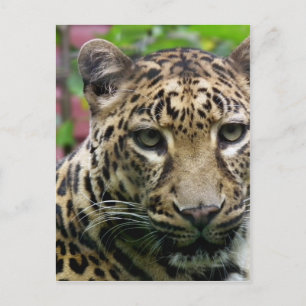 Leopard Postkarte
