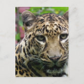 Leopard Postkarte (Vorderseite)