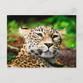 Leopard Postkarte (Vorderseite)