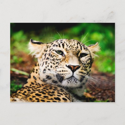 Leopard Postkarte (Vorderseite)